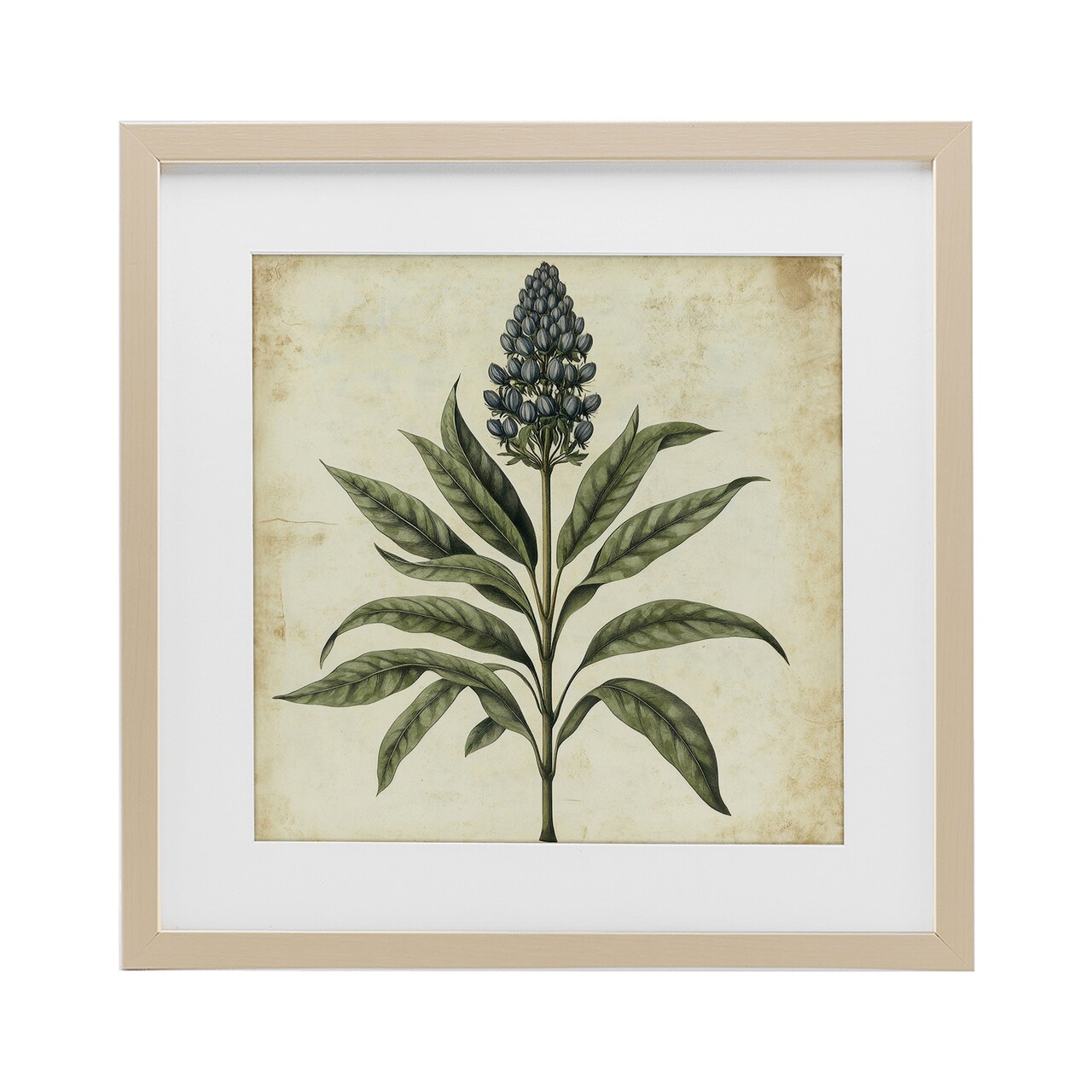 Stupell Industries Vintage Blue Botanical Illustration Framed Print Under Glass, design by Petal Prints Design